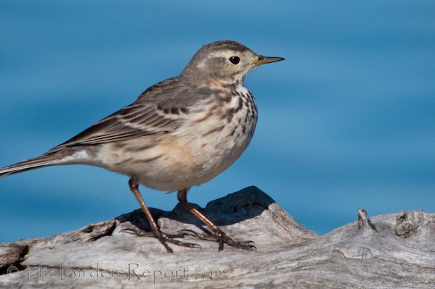 American Pipit