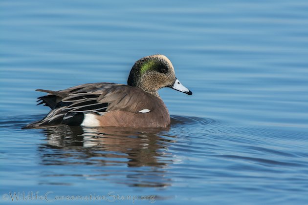 American Wigeon Drake