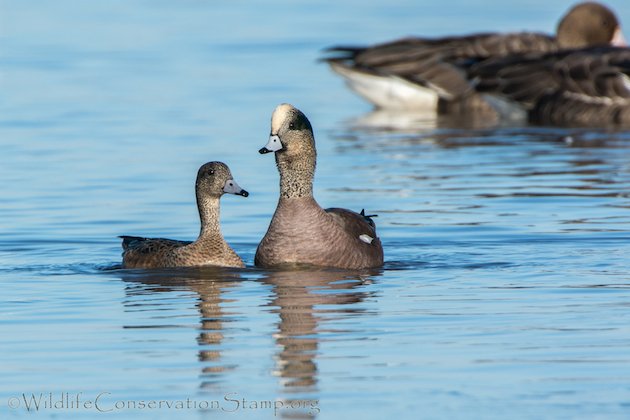 American Wigeon Pair