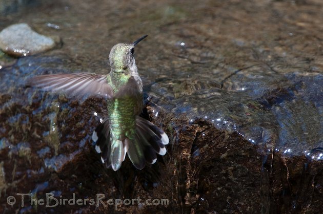 Anna's Hummingbird