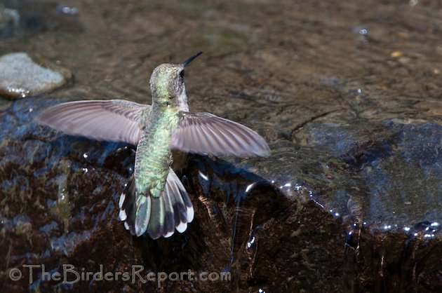 Anna's Hummingbird