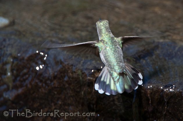 Anna's Hummingbird