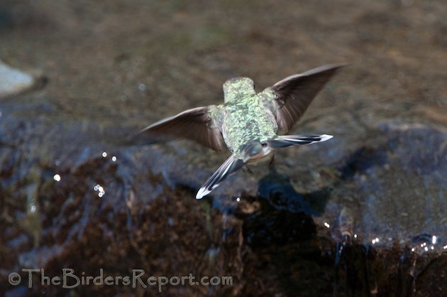 Anna's Hummingbird