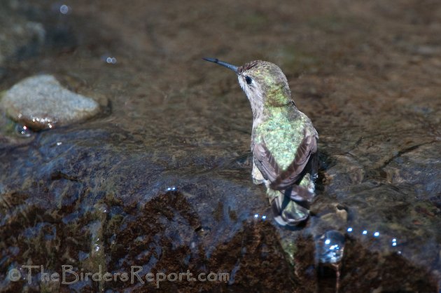 Anna's Hummingbird