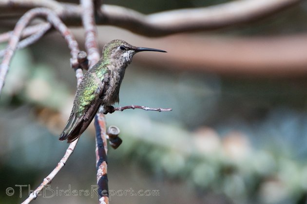 Anna's Hummingbird