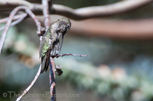 Anna's Hummingbird