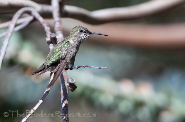 Anna's Hummingbird