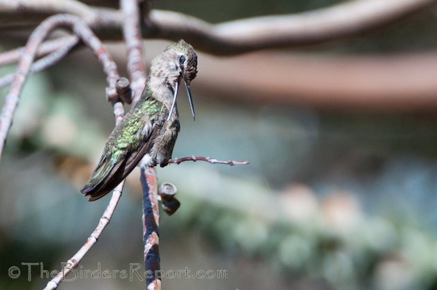 Anna's Hummingbird