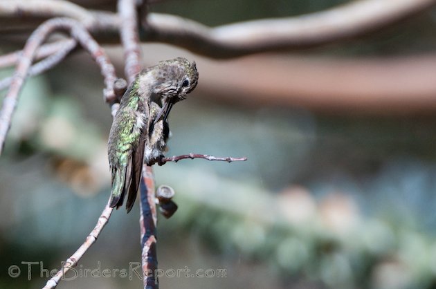 Anna's Hummingbird