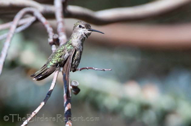 Anna's Hummingbird