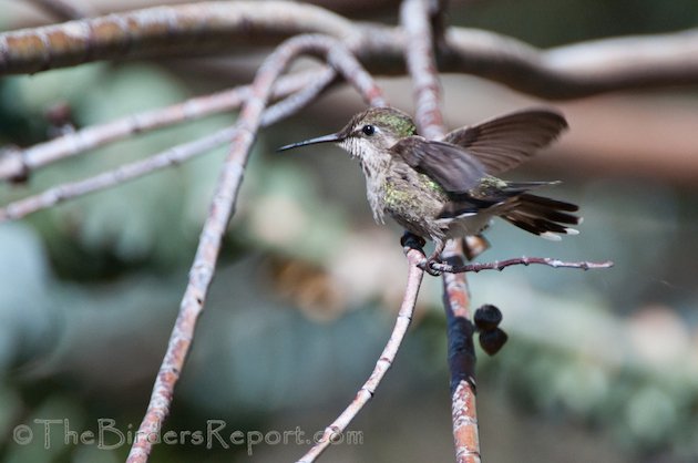 Anna's Hummingbird