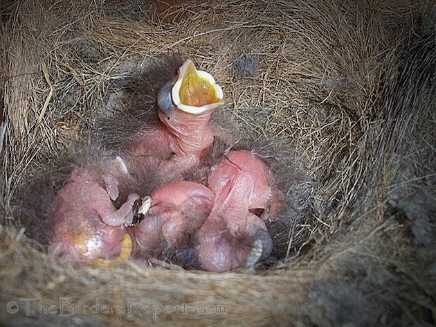 Ash-throated Flycatcher Nestlings