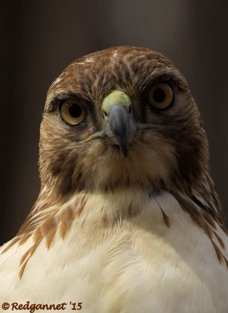 ATL 21Mar15 Red-tailed Hawk 02