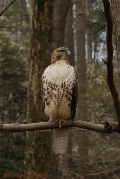 ATL 21Mar15 Red-tailed Hawk 03