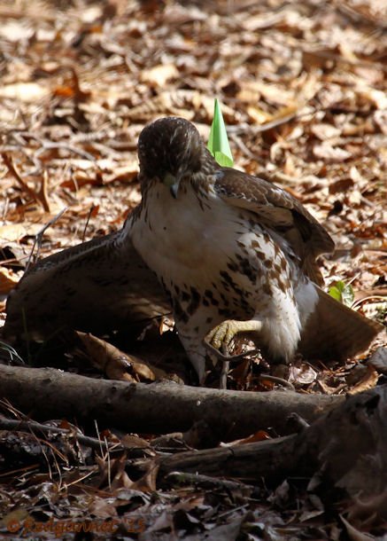 ATL 21Mar15 Red-tailed Hawk with snake 01
