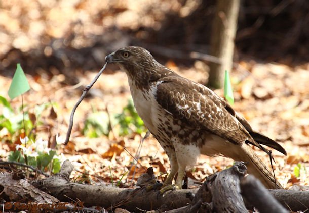 ATL 21Mar15 Red-tailed Hawk with snake 02