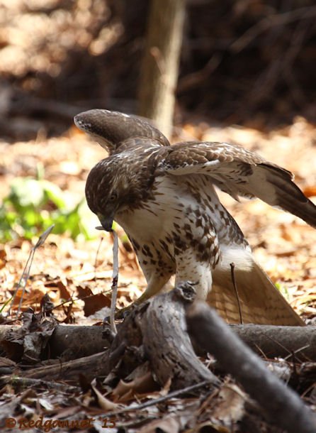 ATL 21Mar15 Red-tailed Hawk with snake 03