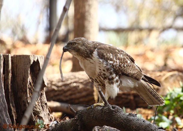 ATL 21Mar15 Red-tailed Hawk with snake 04