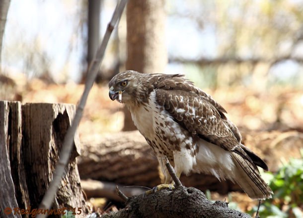 ATL 21Mar15 Red-tailed Hawk with snake 05