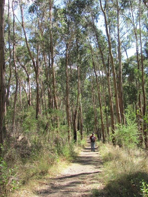 Acacia Track