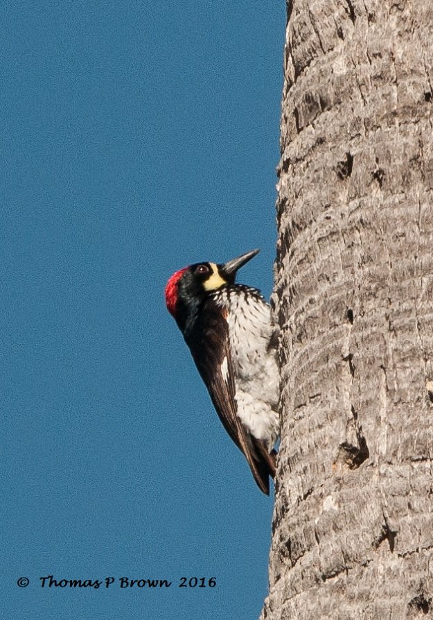 Acorn Woodpecker