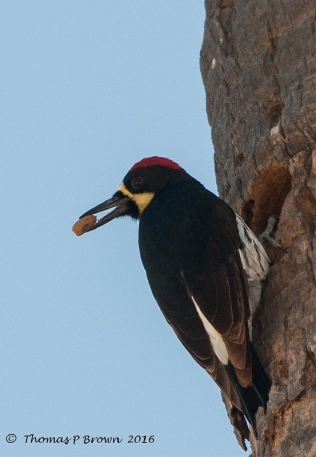 Acorn Woodpecker (2)