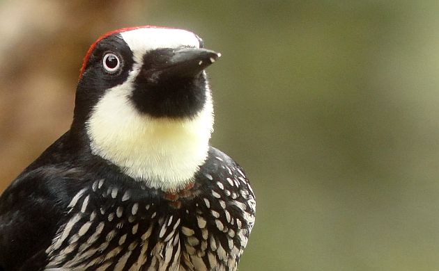 Acorn Woodpecker close