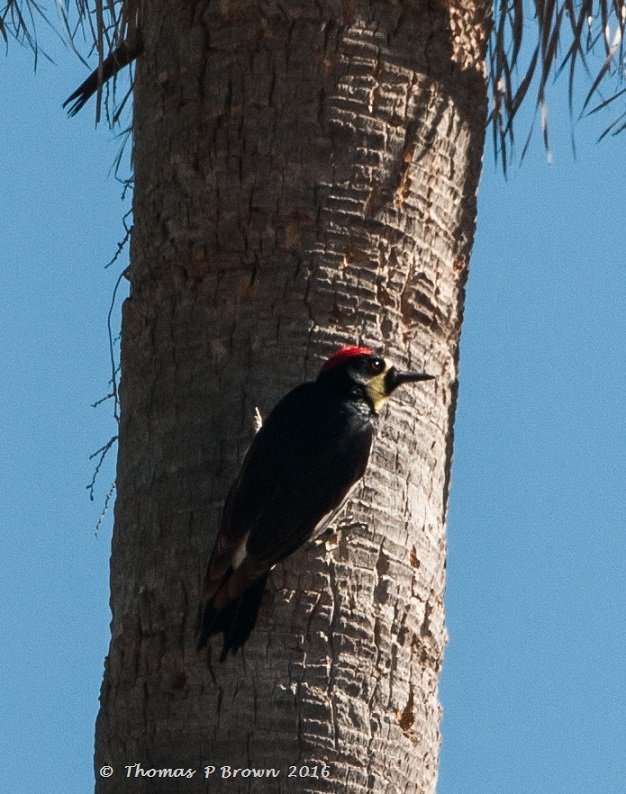 Acorn Woodpeckers-2