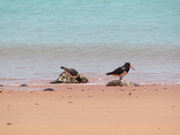 Adult & juvenile Pied Oystercatcher (2)