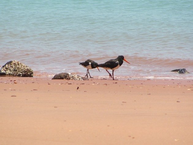 Adult & juvenile Pied Oystercatcher (3)