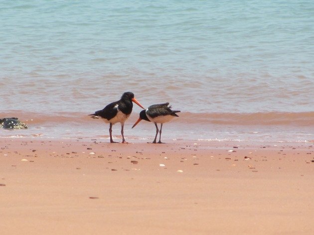 Adult & juvenile Pied Oystercatcher (4)