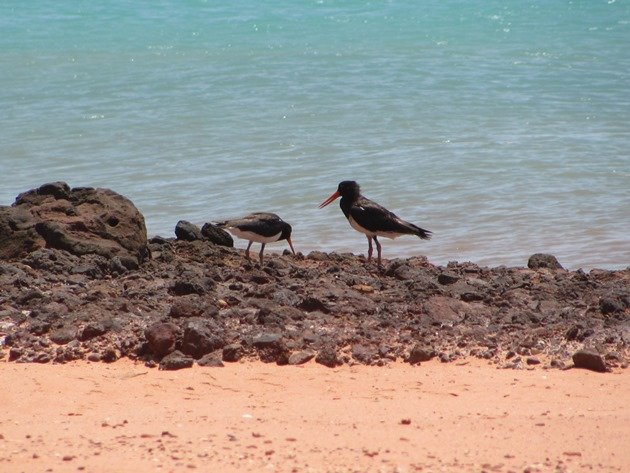 Adult & juvenile Pied Oystercatcher