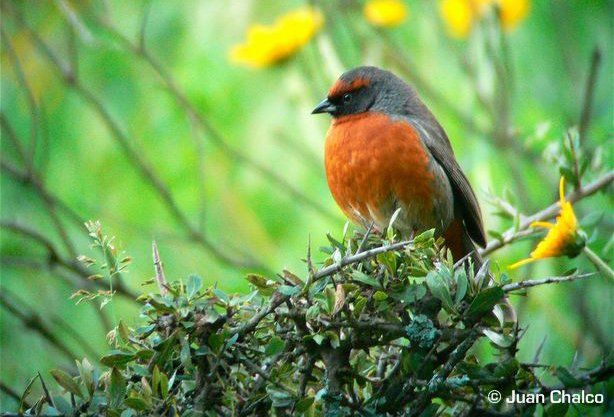 ARKive image GES044660 - Rufous-breasted warbling-finch