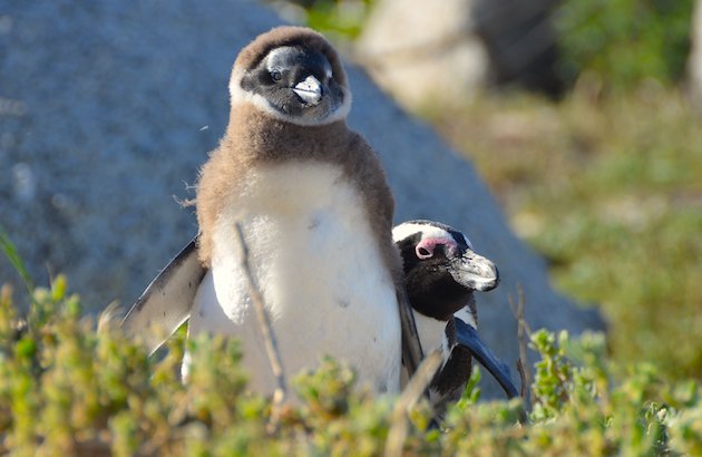 African Penguins