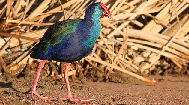 African Swamphen, Porphyrio madagascariensis