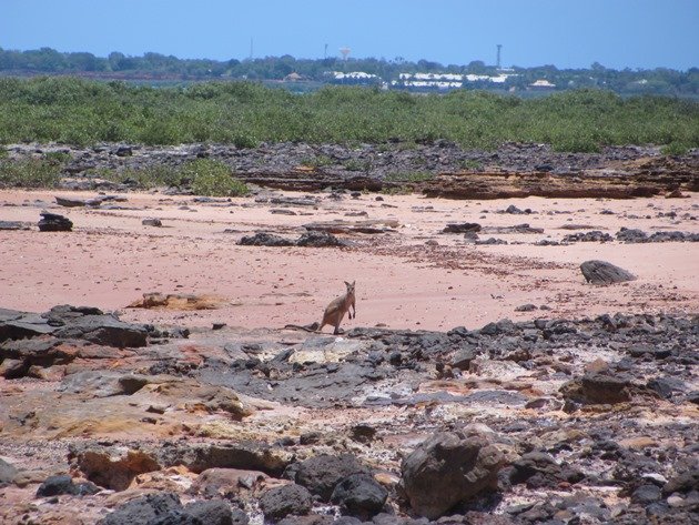 Agile Wallaby