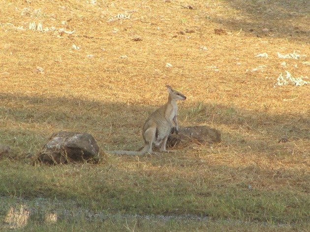 Agile Wallaby