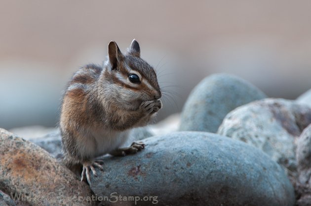 Allen's Chipmunk