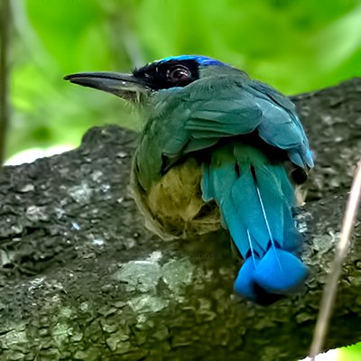 Amazonian Motmot