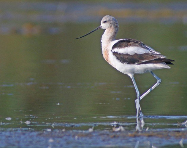 American Avocet at Jamaica Bay Wildlife Refuge