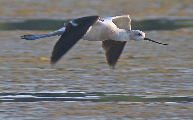 American Avocet in flight