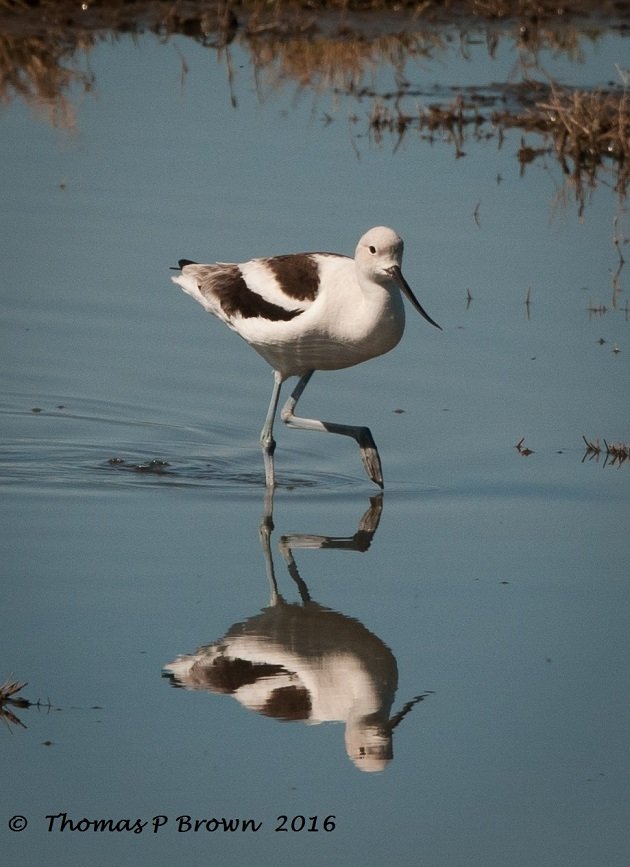 American Avocet reflection