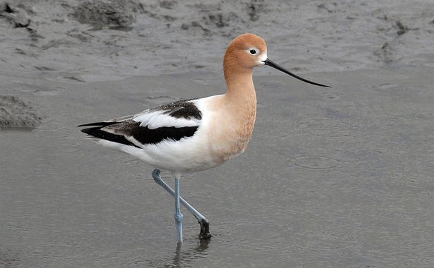 American Avocet