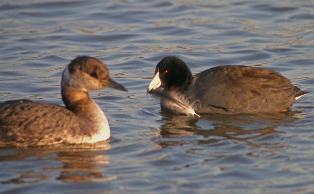American Coot with grebe feather