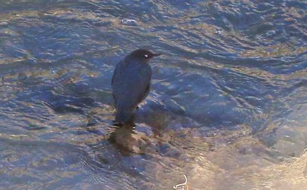 American Dipper