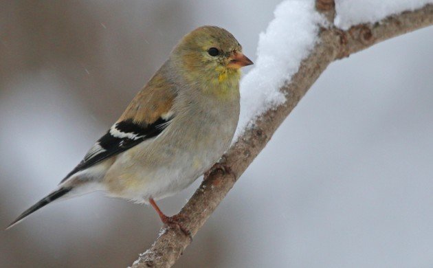 American Goldfinch