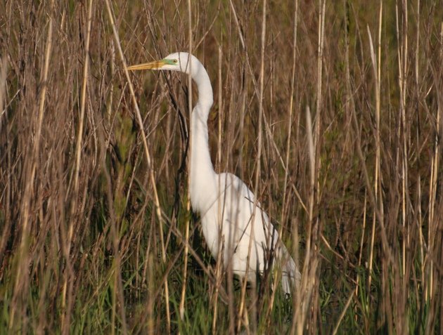 American Great Egret 2