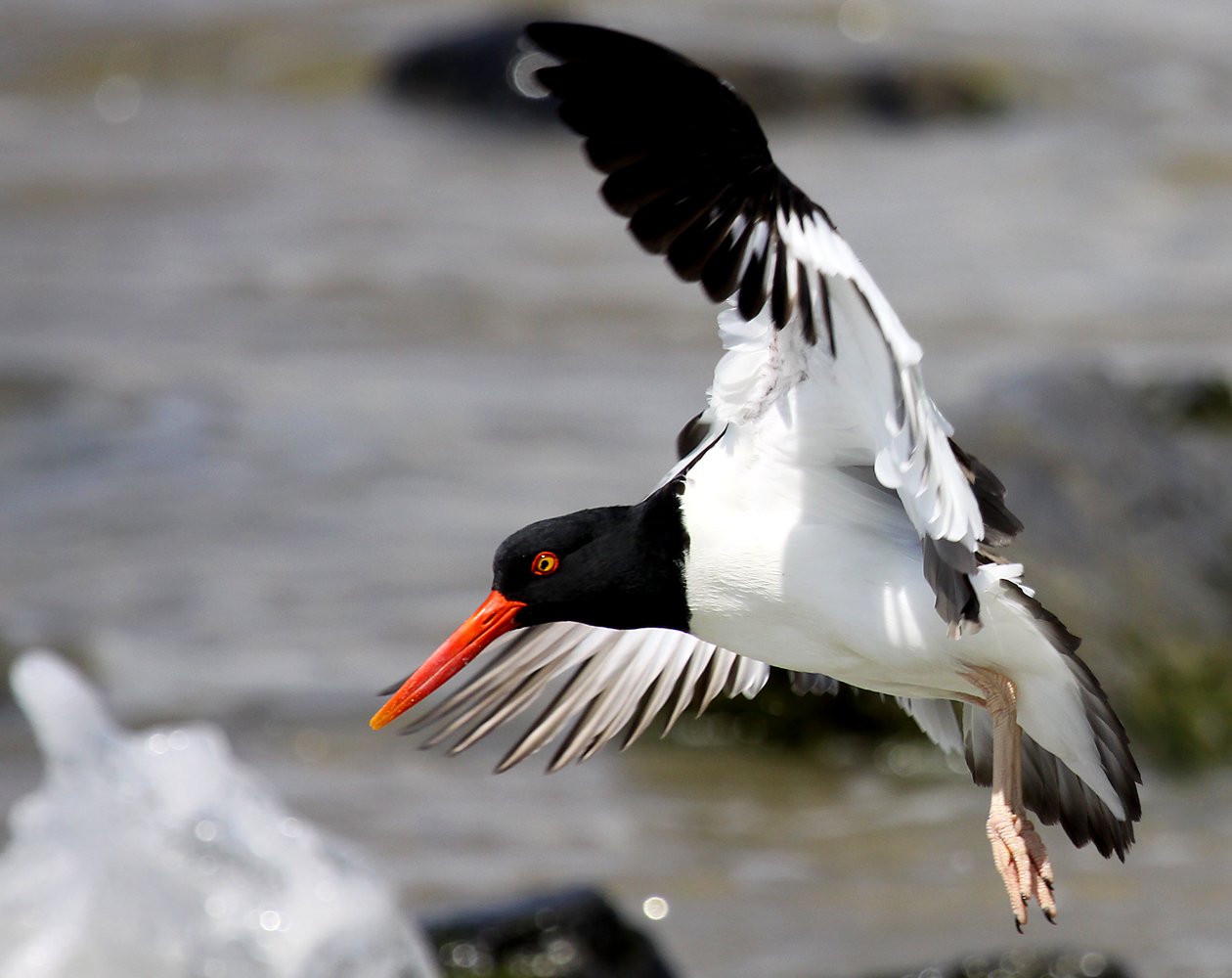 American Oystercatcher