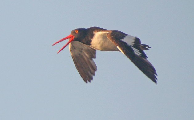 American Oystercatcher in flight