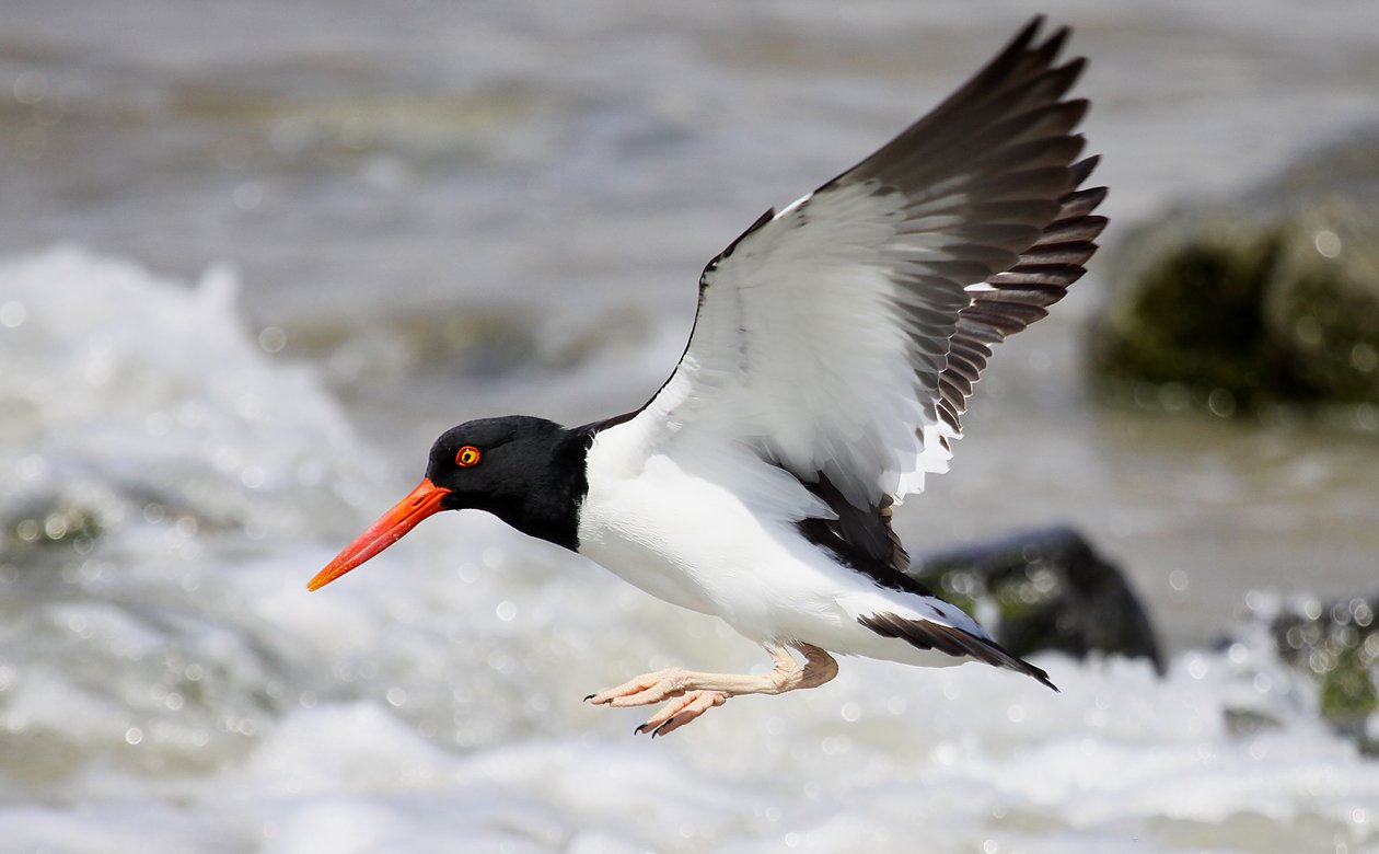 American Oystercatcher